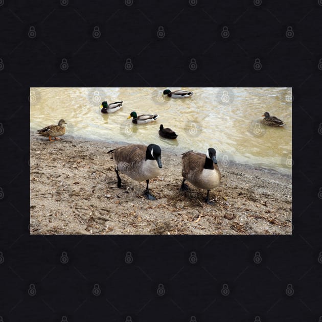 Canada Geese Walking Along a Beach by BackyardBirder